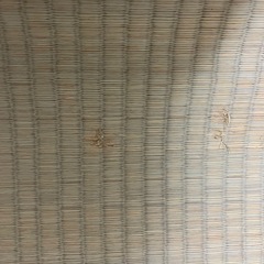 畳縁付き　江戸間サイズのござ　の画像