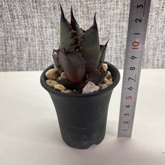 アガベ　赤猫カキコbの画像