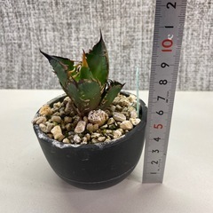 アガベ　赤猫カキコaの画像