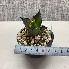 アガベ　赤猫カキコaの画像