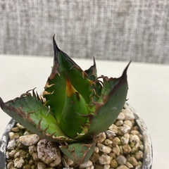 アガベ　赤猫カキコaの画像