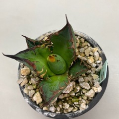 アガベ　赤猫カキコaの画像