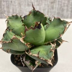 アガベ　黒鯨の画像