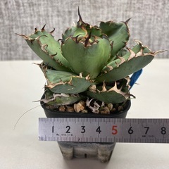 アガベ　黒鯨の画像