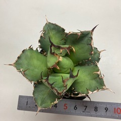 アガベ　黒鯨の画像