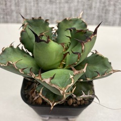 アガベ　黒鯨の画像