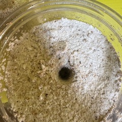 菌糸ブロック　菌糸ボトルの画像