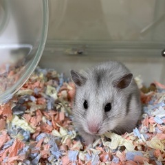 ゴールデンハムスター ロング 女の子