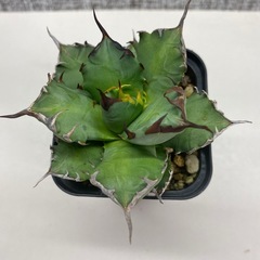 アガベ　姫厳竜12a
の画像