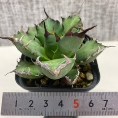 アガベ　姫厳竜12a
の画像