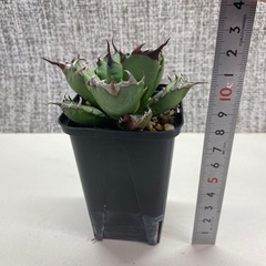 アガベ　姫厳竜12a
の画像