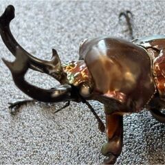 ニジイロクワガタ　ブロンズ　ホワイトアイ　ペアの画像