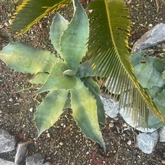 アガベ クレイジーホース 中株 の画像