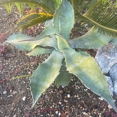 アガベ クレイジーホース 中株 の画像