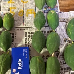 庭で取れたパパイヤ（野菜）の画像