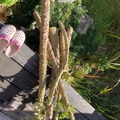 庭で取れたパパイヤ（野菜）の画像