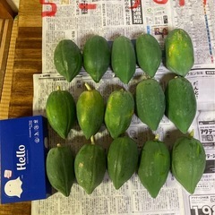 庭で取れたパパイヤ（野菜）の画像