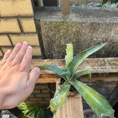 【大特価】畑から収穫　アガベアメリカーナ　観葉植物　塊根植物　多肉植物　ビザールプランツ　レアプランツ　ガーデニング　植物　グリーン　趣味　盆栽　葉　花　庭　草　インテリア　おしゃれ　飾り　園芸　の画像