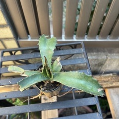 【大特価】畑採り　アガベ　アメリカーナ　観葉植物　塊根植物　多肉植物　ビザールプランツ　レアプランツ　ガーデニング　植物　グリーン　趣味　盆栽　葉　花　庭　草　インテリア　おしゃれ　飾り　園芸　の画像