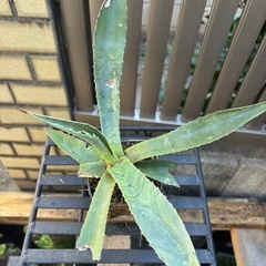大特価　畑採り　アガベ　アメリカーナ　観葉植物　塊根植物　多肉植物　ビザールプランツ　レアプランツ　ガーデニング　植物　グリーン　趣味　盆栽　葉　花　庭　草　インテリア　おしゃれ　飾り　園芸　の画像