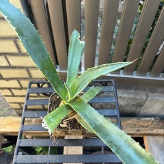 大特価　畑採り　アガベ　アメリカーナ　観葉植物　塊根植物　多肉植物　ビザールプランツ　レアプランツ　ガーデニング　植物　グリーン　趣味　盆栽　葉　花　庭　草　インテリア　おしゃれ　飾り　園芸　の画像
