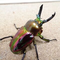 ニジイロクワガタ　RTN本家　レッドピカール　ペアの画像