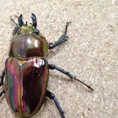 ニジイロクワガタ　RTN本家　レッドピカール　ペアの画像