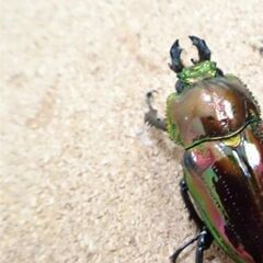 ニジイロクワガタ　RTN本家　レッドピカール　ペアの画像