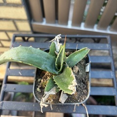 大特価　畑採り　アガベ　アメリカーナ　観葉植物　塊根植物　多肉植物　ビザールプランツ　レアプランツ　ガーデニング　植物　グリーン　趣味　盆栽　葉　花　庭　草　インテリア　おしゃれ　飾り　園芸　の画像