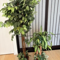 フェイクグリーンの画像