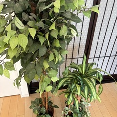 フェイクグリーンの画像