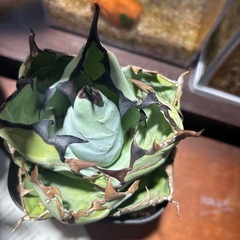 アガベチタノタブラックアンドブルーの画像