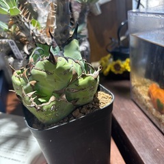 アガベチタノタブラックアンドブルーの画像