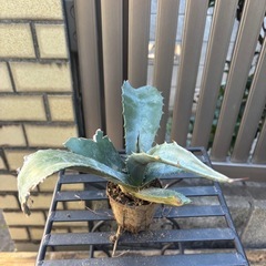 大特価　畑採り　アガベ　アメリカーナ　観葉植物　塊根植物　多肉植物　ビザールプランツ　レアプランツ　ガーデニング　植物　グリーン　趣味　盆栽　葉　花　庭　草　インテリア　おしゃれ　飾り　園芸　の画像