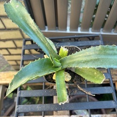 大特価　畑採り　アガベ　アメリカーナ　観葉植物　塊根植物　多肉植物　ビザールプランツ　レアプランツ　ガーデニング　植物　グリーン　趣味　盆栽　葉　花　庭　草　インテリア　おしゃれ　飾り　園芸　の画像