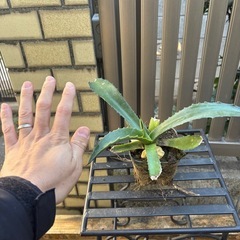 大特価　畑採り　アガベ　アメリカーナ　観葉植物　塊根植物　多肉植物　ビザールプランツ　レアプランツ　ガーデニング　植物　グリーン　趣味　盆栽　葉　花　庭　草　インテリア　おしゃれ　飾り　園芸　の画像