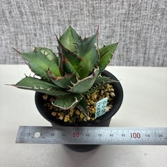 アガベ　オテロイボールタイプの画像