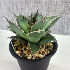 アガベ　オテロイボールタイプの画像