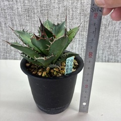 アガベ　オテロイボールタイプの画像