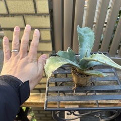 大特価　畑採り　アガベ　アメリカーナ　観葉植物　塊根植物　多肉植物　ビザールプランツ　レアプランツ　ガーデニング　植物　グリーン　趣味　盆栽　葉　花　庭　草　インテリア　おしゃれ　飾り　園芸　の画像