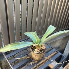 【受け渡し予定】大特価　畑採り　アガベ　アメリカーナ　観葉植物　塊根植物　多肉植物　ビザールプランツ　レアプランツ　ガーデニング　植物　グリーン　趣味　盆栽　葉　花　庭　草　インテリア　おしゃれ　飾り　園芸　の画像