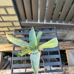 【受け渡し予定】大特価　畑採り　アガベ　アメリカーナ　観葉植物　塊根植物　多肉植物　ビザールプランツ　レアプランツ　ガーデニング　植物　グリーン　趣味　盆栽　葉　花　庭　草　インテリア　おしゃれ　飾り　園芸　の画像