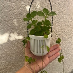 アロマティカス＋パンダスミレの画像