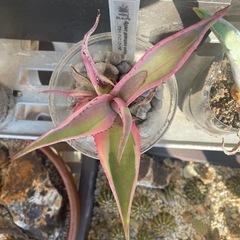 アガベ グイゲンゴーラ
錦の画像