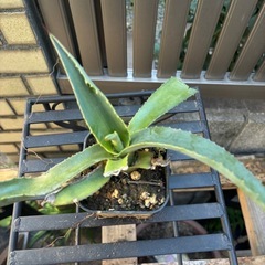 大特価　畑採り　アガベ　アメリカーナ　観葉植物　塊根植物　多肉植物　ビザールプランツ　レアプランツ　ガーデニング　植物　グリーン　趣味　盆栽　葉　花　庭　草　インテリア　おしゃれ　飾り　園芸　の画像