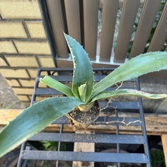 大特価　畑採り　アガベ　アメリカーナ　観葉植物　塊根植物　多肉植物　ビザールプランツ　レアプランツ　ガーデニング　植物　グリーン　趣味　盆栽　葉　花　庭　草　インテリア　おしゃれ　飾り　園芸　の画像