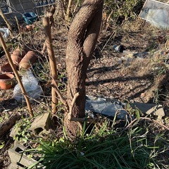 🌲【薪・木材もらえます！】伐採&カット仲間募集🔥の画像