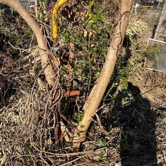 🌲【薪・木材もらえます！】伐採&カット仲間募集🔥の画像