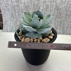 アガベ　白銀兜蟹の画像