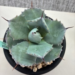 アガベ　白銀兜蟹の画像